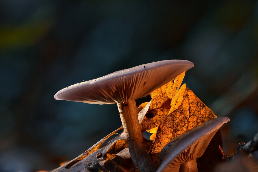 2025-10-31 00-31-00 (B,R8,S4)_NEO_web