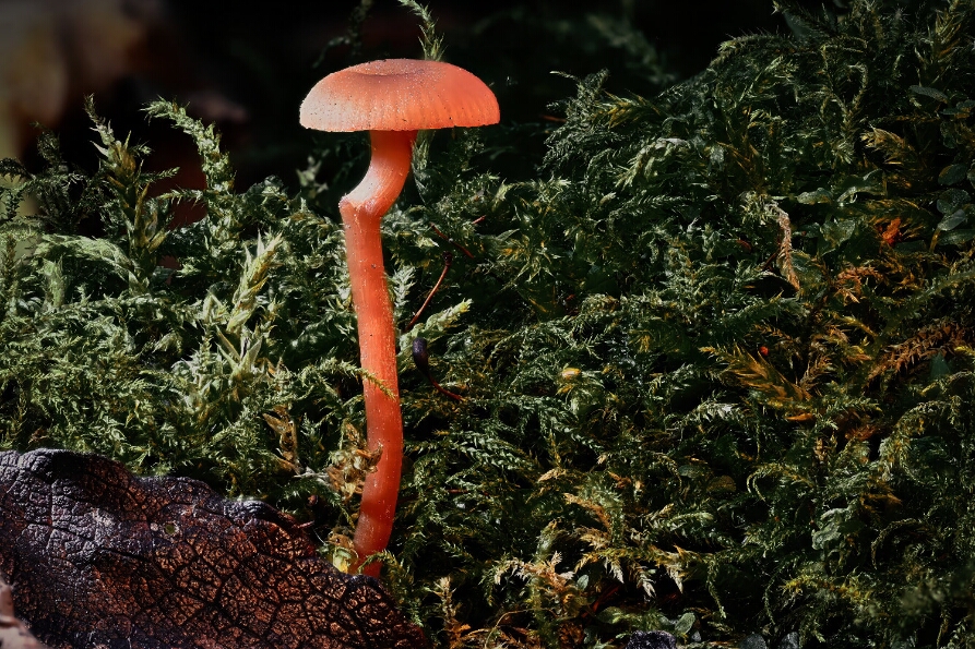 2025-10-31 00-51-17 (C,S4)_NEO_web