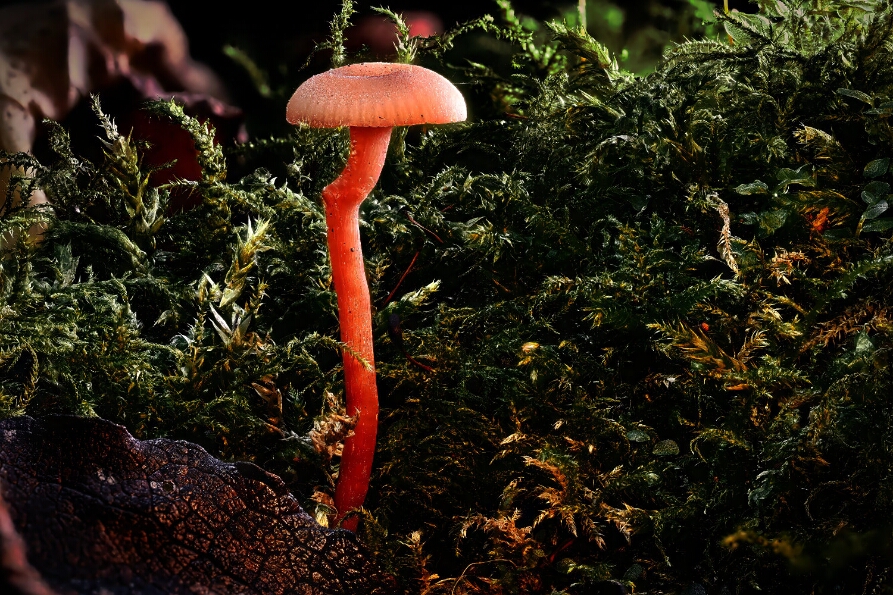 2025-10-31 00-52-02 (C,S4)_NEO_web