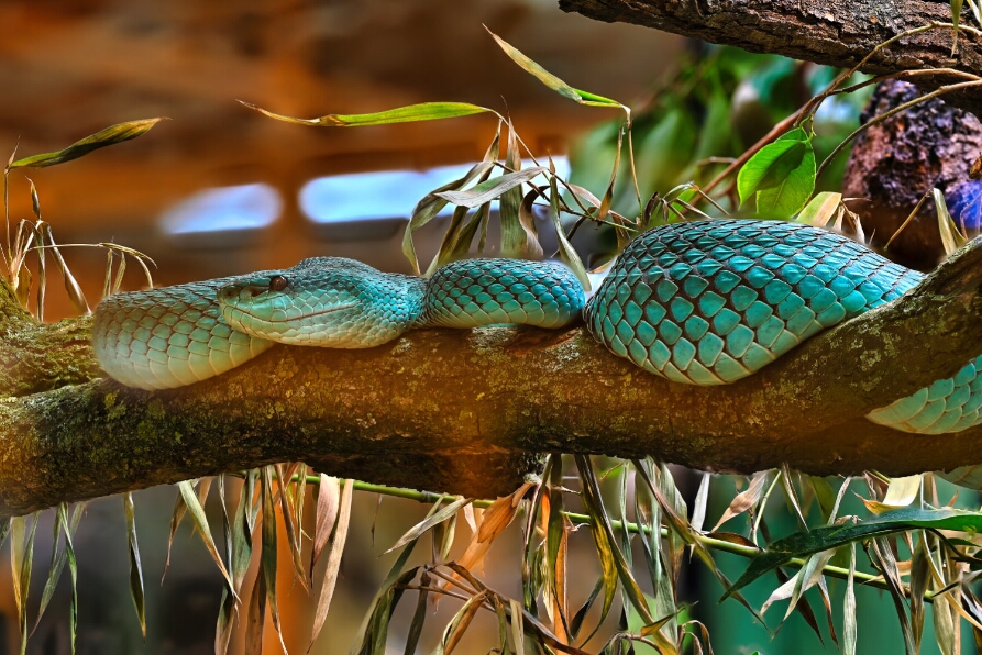 2025-10-22 17-53-02 (B,R8,S4)_NEO_web