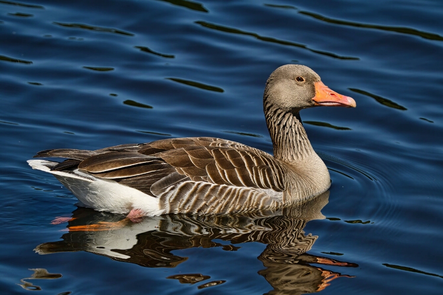 DSC_3044_NEO (1)_web