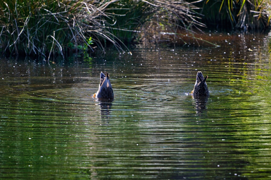 DSC_3583_NEO (1)_web