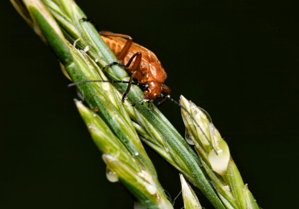 ON TOUR - Makros in der Urdenbacher Kämpe ON TOUR - Makros in der Urdenbacher Kämpe Makro-Tour in der Urdenbacher Kämpe vom 21.06.2025