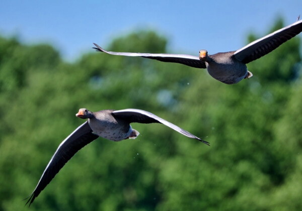 ON TOUR - Beobachtungsturm Vogelschutzgebiet Nette ON TOUR - Beobachtungsturm Vogelschutzgebiet Nette Beobachtungsturm Vogelschutzgebiet Nette vom 11.05.2025