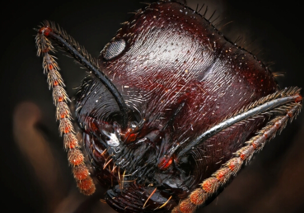MAKRO MAKRO Kleine Dinge ganz groß
